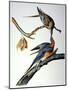 Audubon: Passenger Pigeon-John James Audubon-Mounted Giclee Print