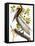 Audubon: Pelican-John James Audubon-Framed Stretched Canvas