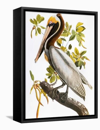 Audubon: Pelican-John James Audubon-Framed Stretched Canvas