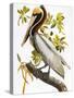 Audubon: Pelican-John James Audubon-Stretched Canvas