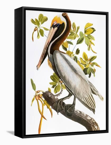 Audubon: Pelican-John James Audubon-Framed Stretched Canvas