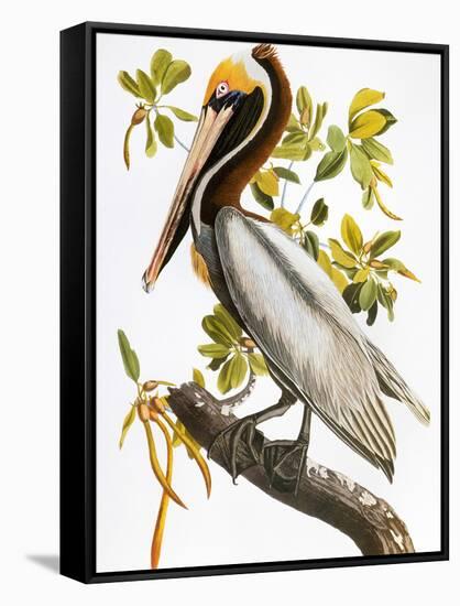 Audubon: Pelican-John James Audubon-Framed Stretched Canvas