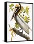 Audubon: Pelican-John James Audubon-Framed Stretched Canvas