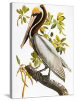 Audubon: Pelican-John James Audubon-Stretched Canvas