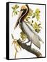 Audubon: Pelican-John James Audubon-Framed Stretched Canvas