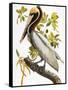 Audubon: Pelican-John James Audubon-Framed Stretched Canvas