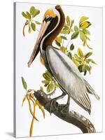 Audubon: Pelican-John James Audubon-Stretched Canvas