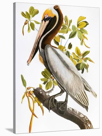 Audubon: Pelican-John James Audubon-Stretched Canvas