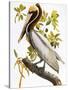 Audubon: Pelican-John James Audubon-Stretched Canvas