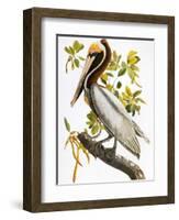 Audubon: Pelican-John James Audubon-Framed Premium Giclee Print