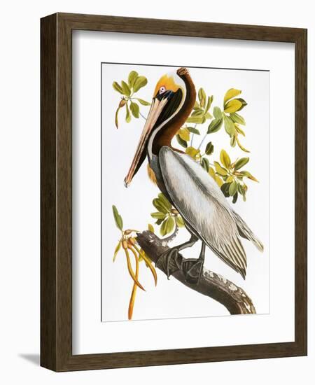 Audubon: Pelican-John James Audubon-Framed Premium Giclee Print