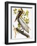 Audubon: Pelican-John James Audubon-Framed Premium Giclee Print
