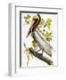 Audubon: Pelican-John James Audubon-Framed Premium Giclee Print