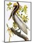 Audubon: Pelican-John James Audubon-Mounted Premium Giclee Print