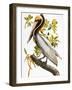 Audubon: Pelican-John James Audubon-Framed Premium Giclee Print