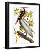 Audubon: Pelican-John James Audubon-Framed Premium Giclee Print