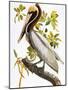 Audubon: Pelican-John James Audubon-Mounted Premium Giclee Print