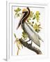 Audubon: Pelican-John James Audubon-Framed Premium Giclee Print