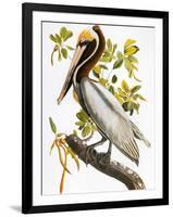 Audubon: Pelican-John James Audubon-Framed Premium Giclee Print