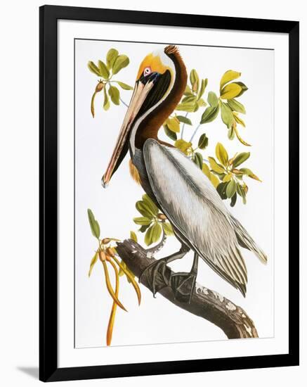 Audubon: Pelican-John James Audubon-Framed Premium Giclee Print