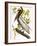 Audubon: Pelican-John James Audubon-Framed Giclee Print