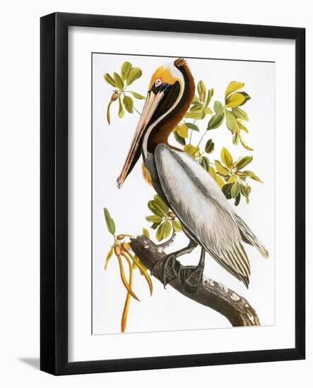 Audubon: Pelican-John James Audubon-Framed Giclee Print