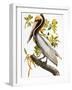 Audubon: Pelican-John James Audubon-Framed Giclee Print
