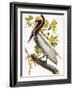 Audubon: Pelican-John James Audubon-Framed Giclee Print