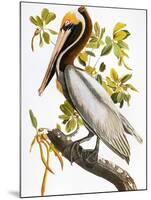 Audubon: Pelican-John James Audubon-Mounted Giclee Print