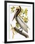 Audubon: Pelican-John James Audubon-Framed Giclee Print