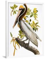 Audubon: Pelican-John James Audubon-Framed Giclee Print