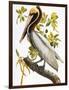 Audubon: Pelican-John James Audubon-Framed Giclee Print