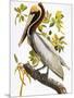 Audubon: Pelican-John James Audubon-Mounted Giclee Print