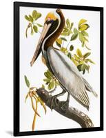 Audubon: Pelican-John James Audubon-Framed Giclee Print