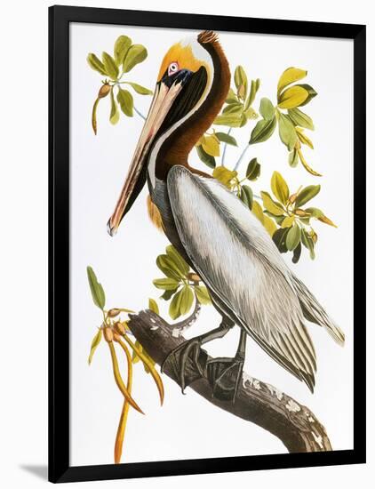 Audubon: Pelican-John James Audubon-Framed Giclee Print