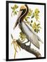 Audubon: Pelican-John James Audubon-Framed Giclee Print