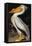 Audubon: Pelican-John James Audubon-Framed Stretched Canvas