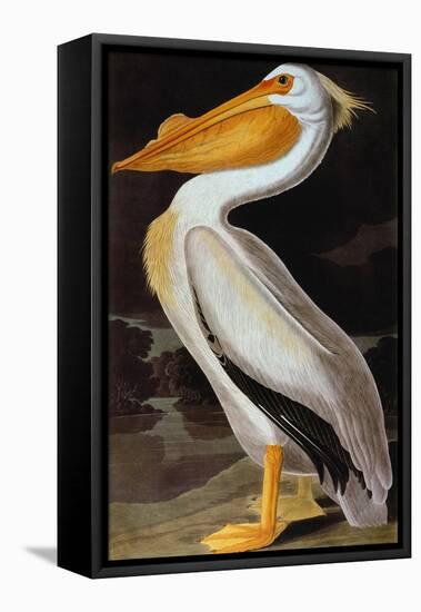 Audubon: Pelican-John James Audubon-Framed Stretched Canvas