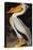 Audubon: Pelican-John James Audubon-Stretched Canvas