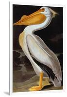 Audubon: Pelican-John James Audubon-Framed Giclee Print