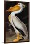 Audubon: Pelican-John James Audubon-Framed Giclee Print