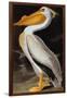 Audubon: Pelican-John James Audubon-Framed Giclee Print