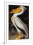 Audubon: Pelican-John James Audubon-Framed Giclee Print