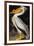 Audubon: Pelican-John James Audubon-Framed Giclee Print