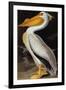 Audubon: Pelican-John James Audubon-Framed Giclee Print