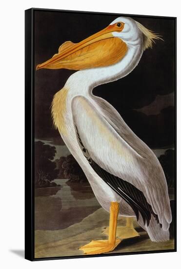 Audubon: Pelican-John James Audubon-Framed Stretched Canvas