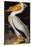 Audubon: Pelican-John James Audubon-Stretched Canvas