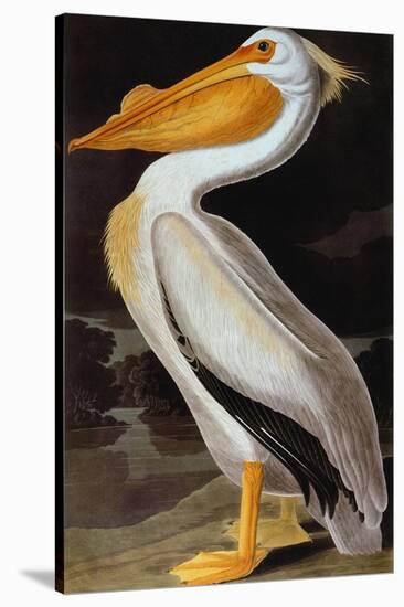 Audubon: Pelican-John James Audubon-Stretched Canvas