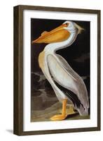 Audubon: Pelican-John James Audubon-Framed Giclee Print