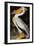 Audubon: Pelican-John James Audubon-Framed Giclee Print